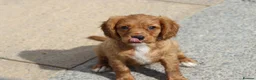 Cavapoo dogs for sale: COCKERLIERPOO puppies for sale - Advert 32