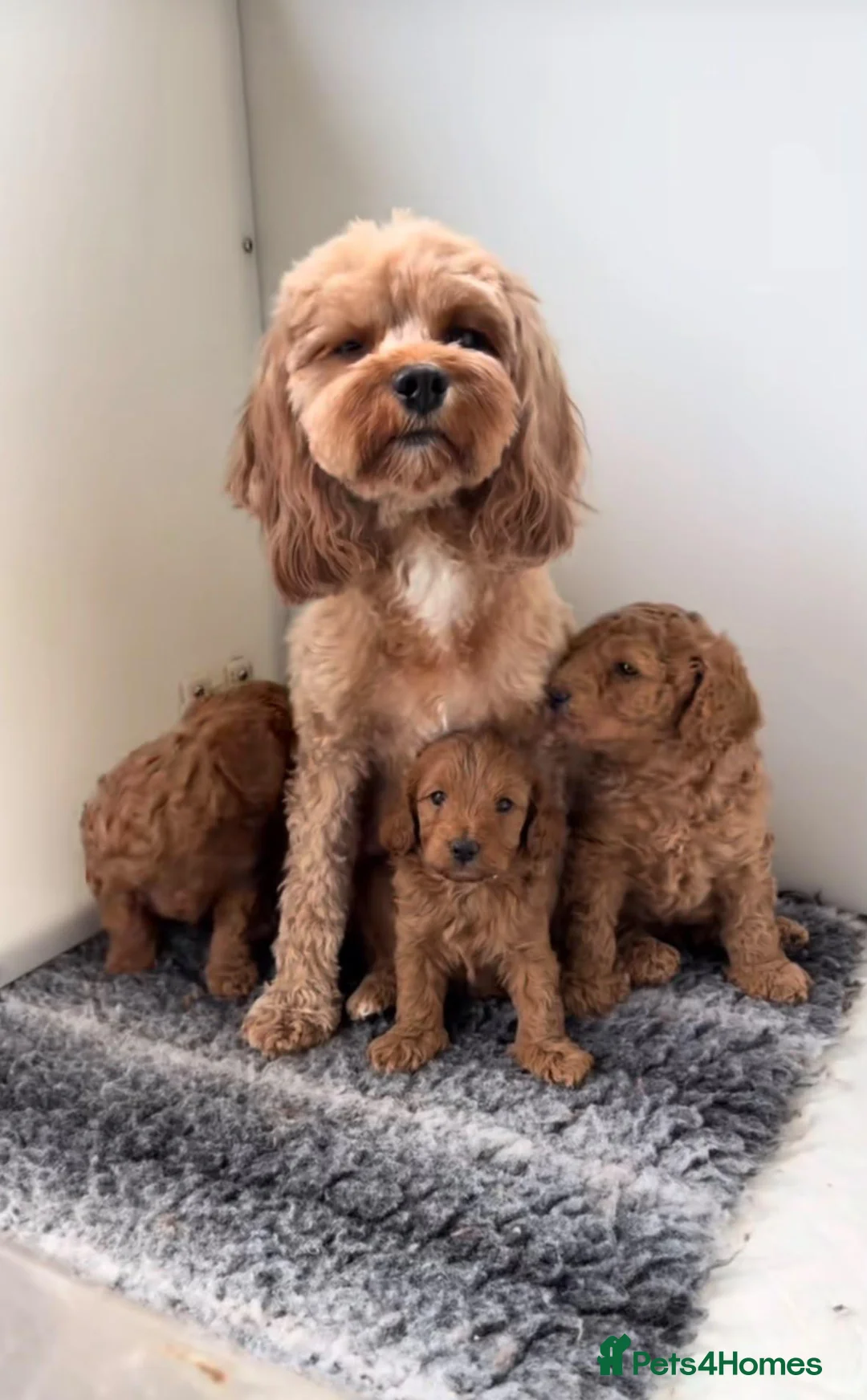 Cavachon dogs for sale: Beautiful cavachon puppys in Dungannon - Advert 3