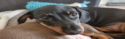 Miniature Dachshund dogs for sale: Miniature dachshund  - Advert 9