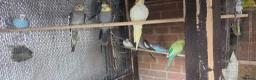 Mixed Breed birds for sale: Healthy Mix Budgies & Cockatiels for Sale in Huntingdon - Advert 5