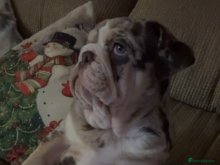 English Bulldog dogs Last one left , tanned Merle English bulldog - Advert 1
