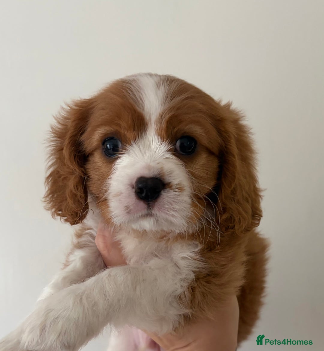 Cavalier King Charles Spaniel dogs for sale: Beautiful Cavalier King Charles Puppies - Advert 2