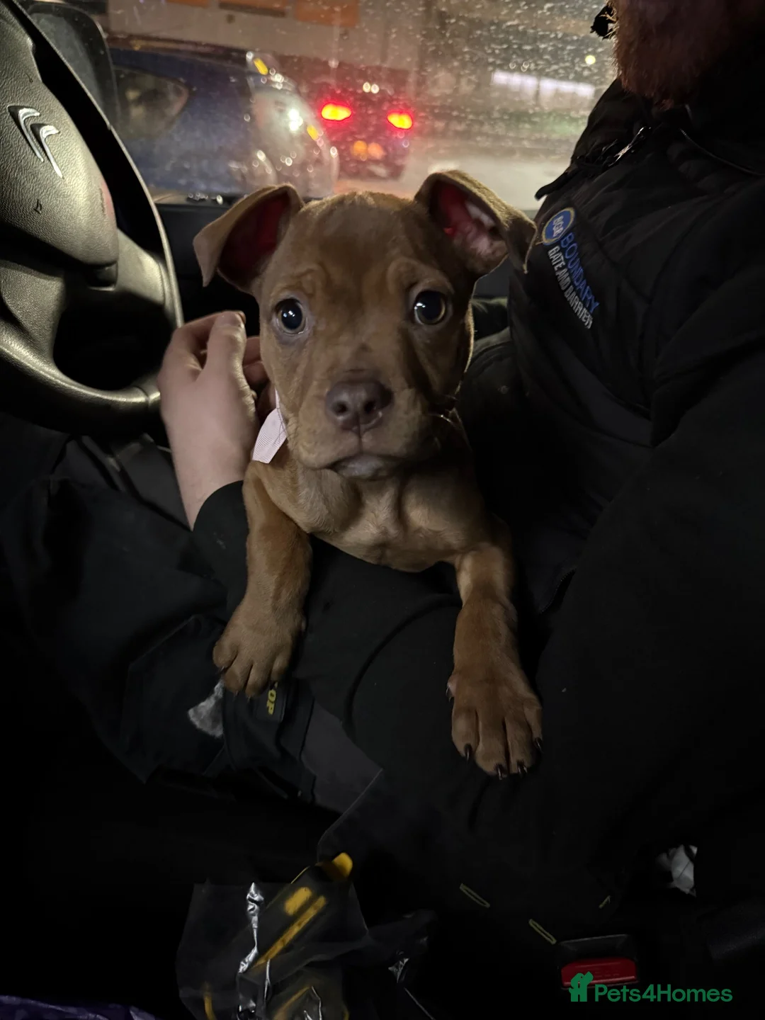 American Bully dogs for sale: 10 month old pocket bully  in Hyde - Advert 5