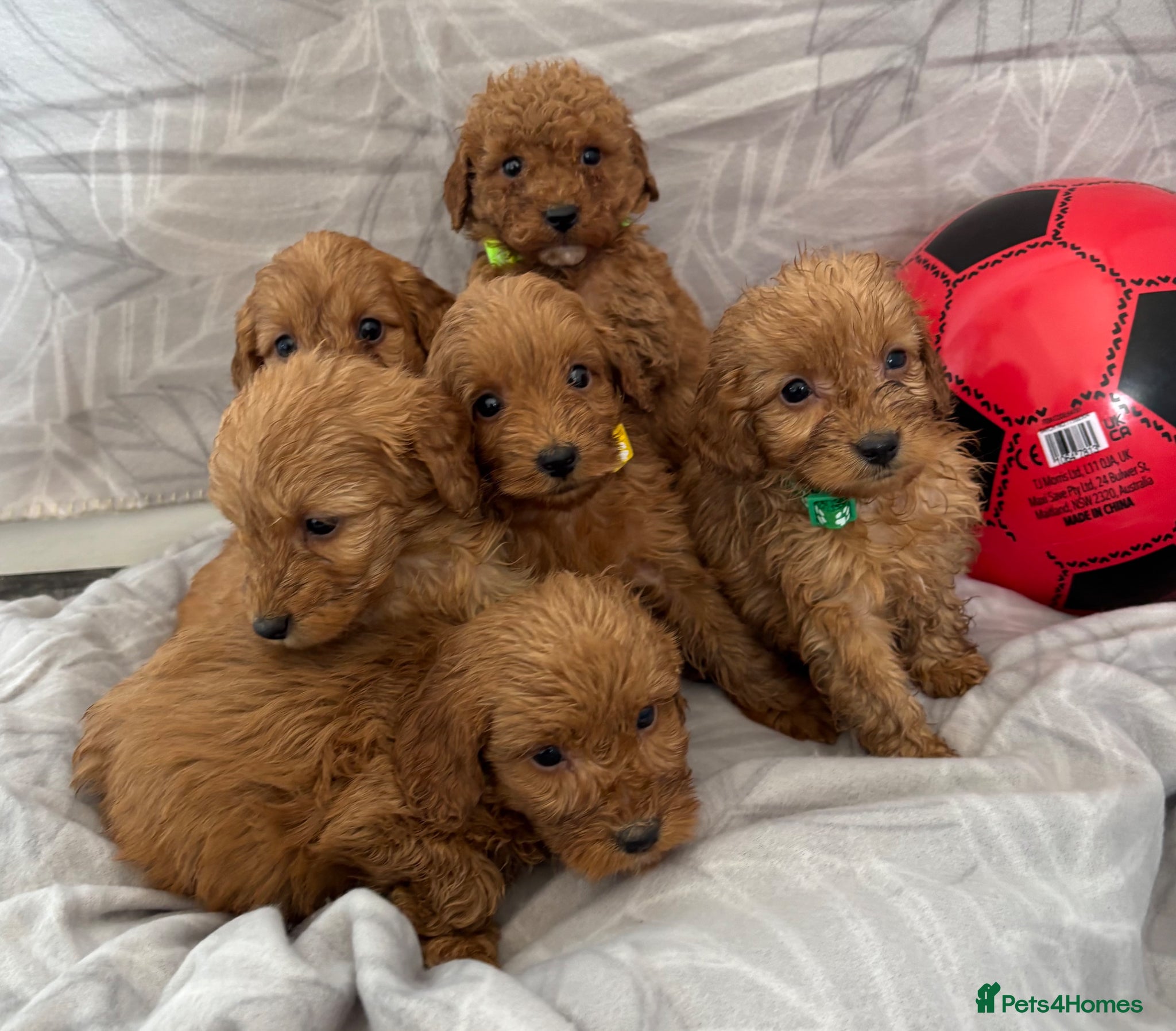 Cockapoo dogs Beautiful f1B cockapoo Boys  - Advert 10
