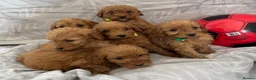 Cockapoo dogs for sale: Beautiful f1B cockapoo Boys  - Advert 1