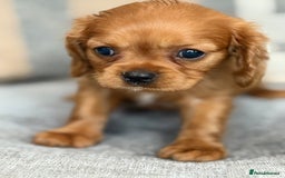 King Charles Spaniel dogs for sale: Beautiful cavalier puppies  - Image 5