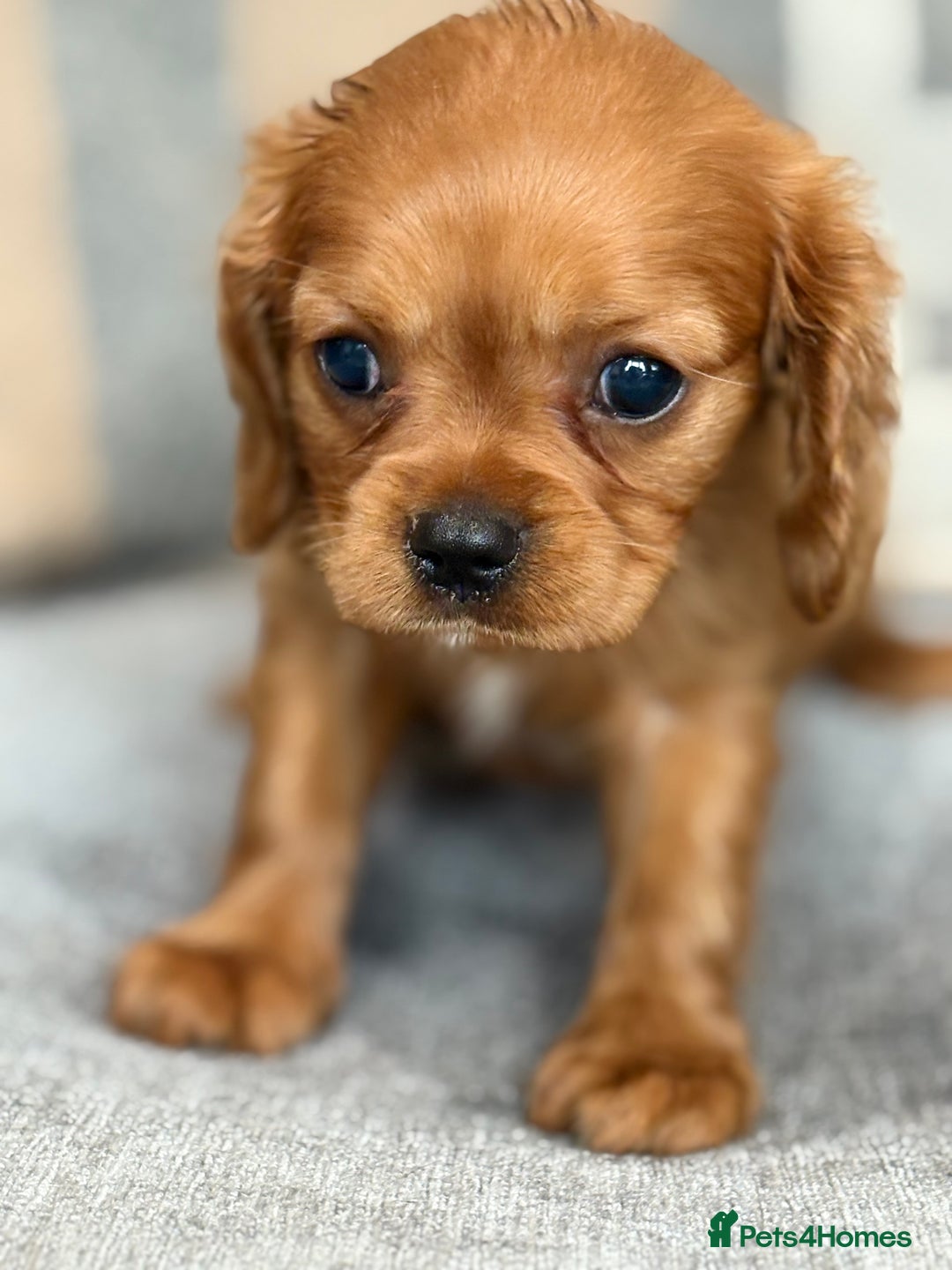 King Charles Spaniel dogs for sale: Beautiful cavalier puppies  - Image 5