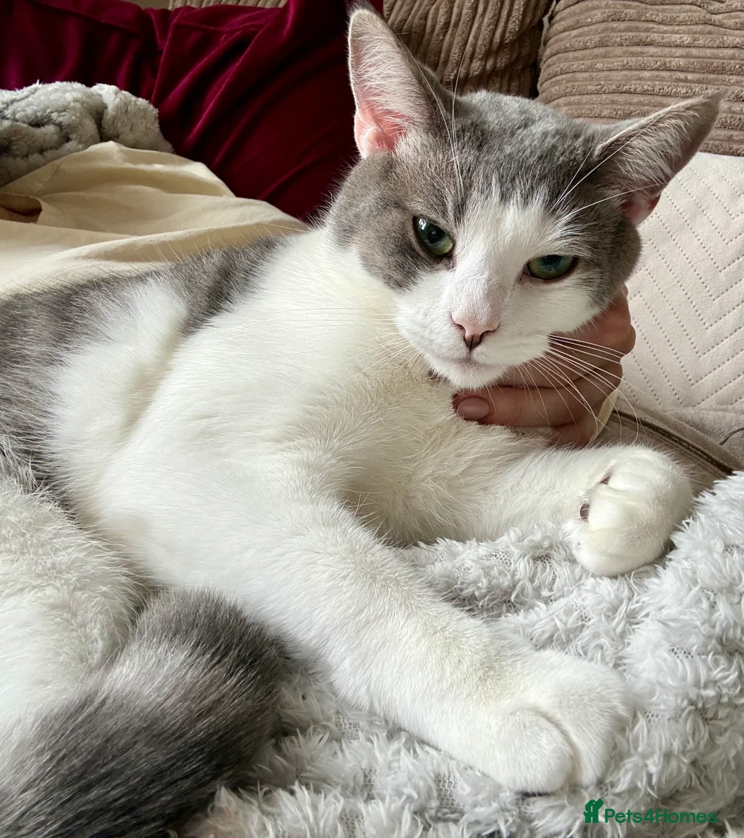Mixed Breed cats for sale: Grey and white male for re-homing. - Advert 1