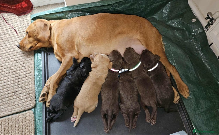Mixed Breed dogs - Advert 14