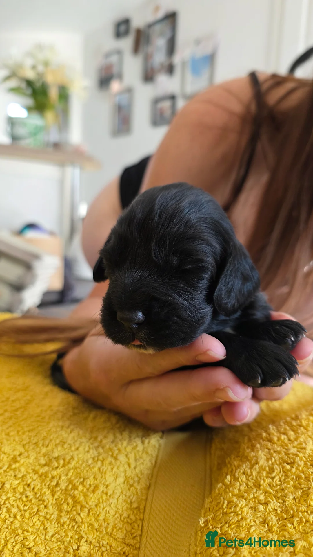 Sprocker dogs for sale: Sprocker Spaniel Puppies in Colchester - Advert 2