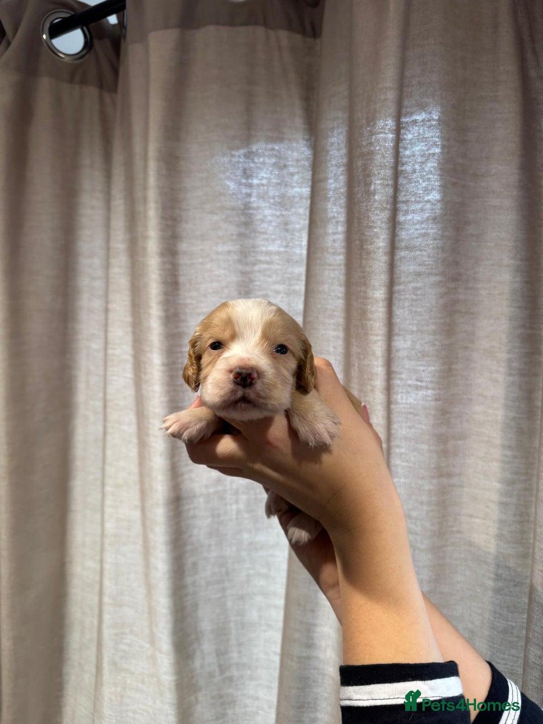 Cocker Spaniel dogs for sale: Golden working Cocker spaniels - Advert 1