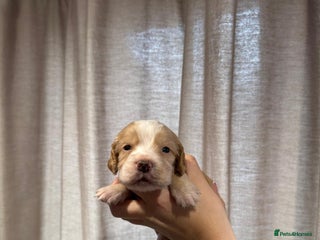 Cocker Spaniel dogs Golden working Cocker spaniels - Advert 4