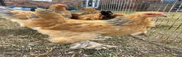 Chickens poultry for sale: Large Fowl Brahma Pairs Mixed Colours - Advert 6