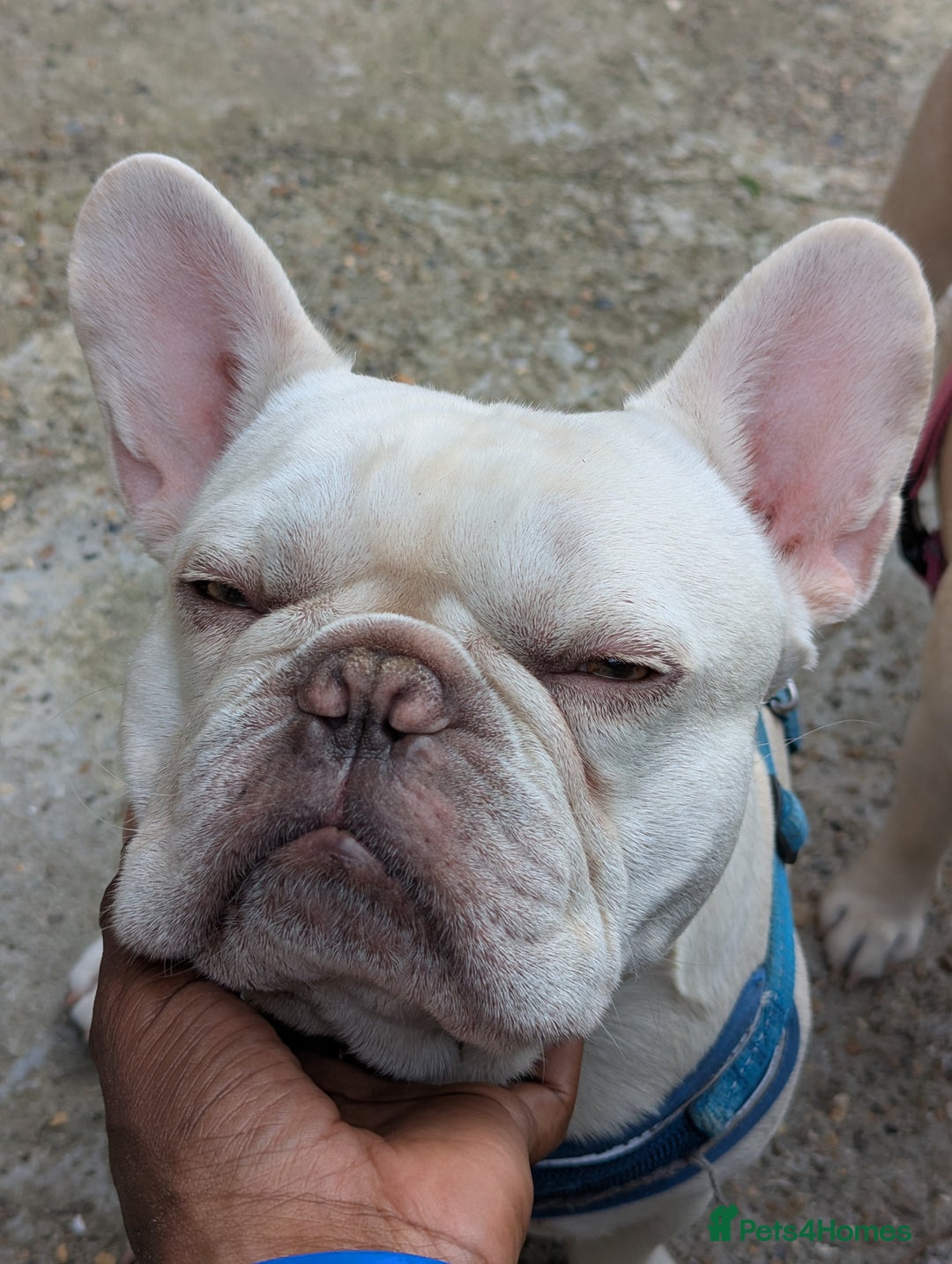 French Bulldog dogs for sale: Platinum Frenchies need love - Advert 3