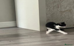 Mixed Breed cats for sale: Gorgeous Kittens for Sale - Image 15