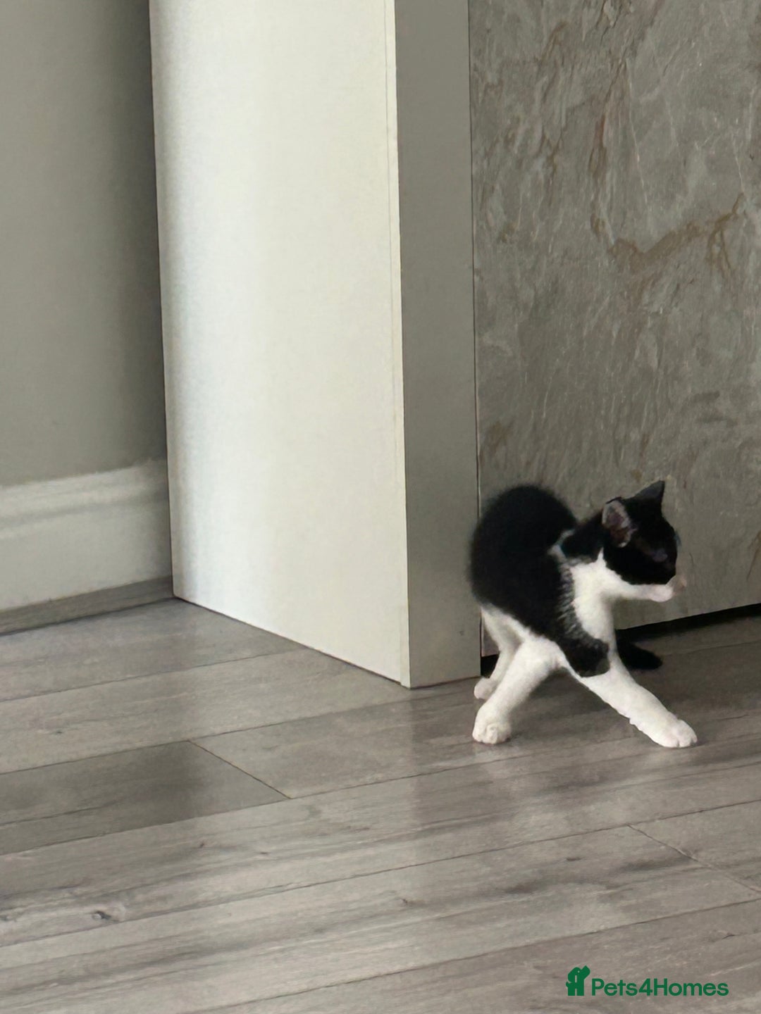 Mixed Breed cats for sale: Gorgeous Kittens for Sale - Image 15
