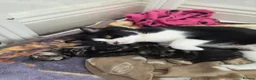 Mixed Breed cats for sale: 3 beautiful kittens  - Advert 2
