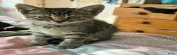 Mixed Breed cats for sale: Kittens  in Hayle - Advert 8
