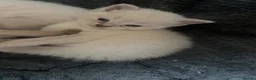 Mixed Breed cats for sale: Ragdoll x kittens for sale  - Advert 8