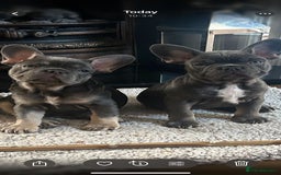 French Bulldog dogs for sale: 3 Gorgeous French Bulldog puppies  - Image 2
