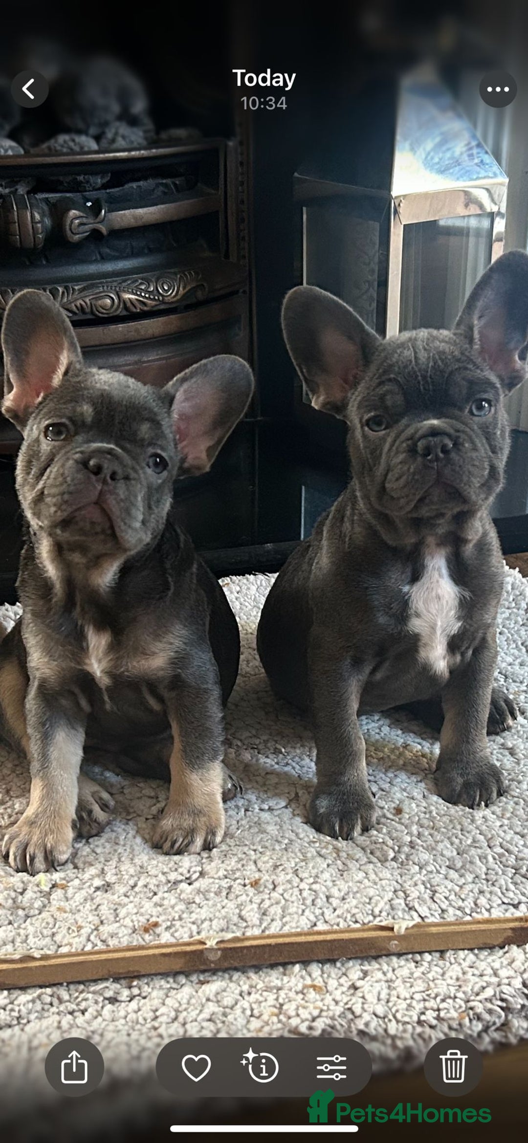 French Bulldog dogs for sale: 3 Gorgeous French Bulldog puppies  - Image 2