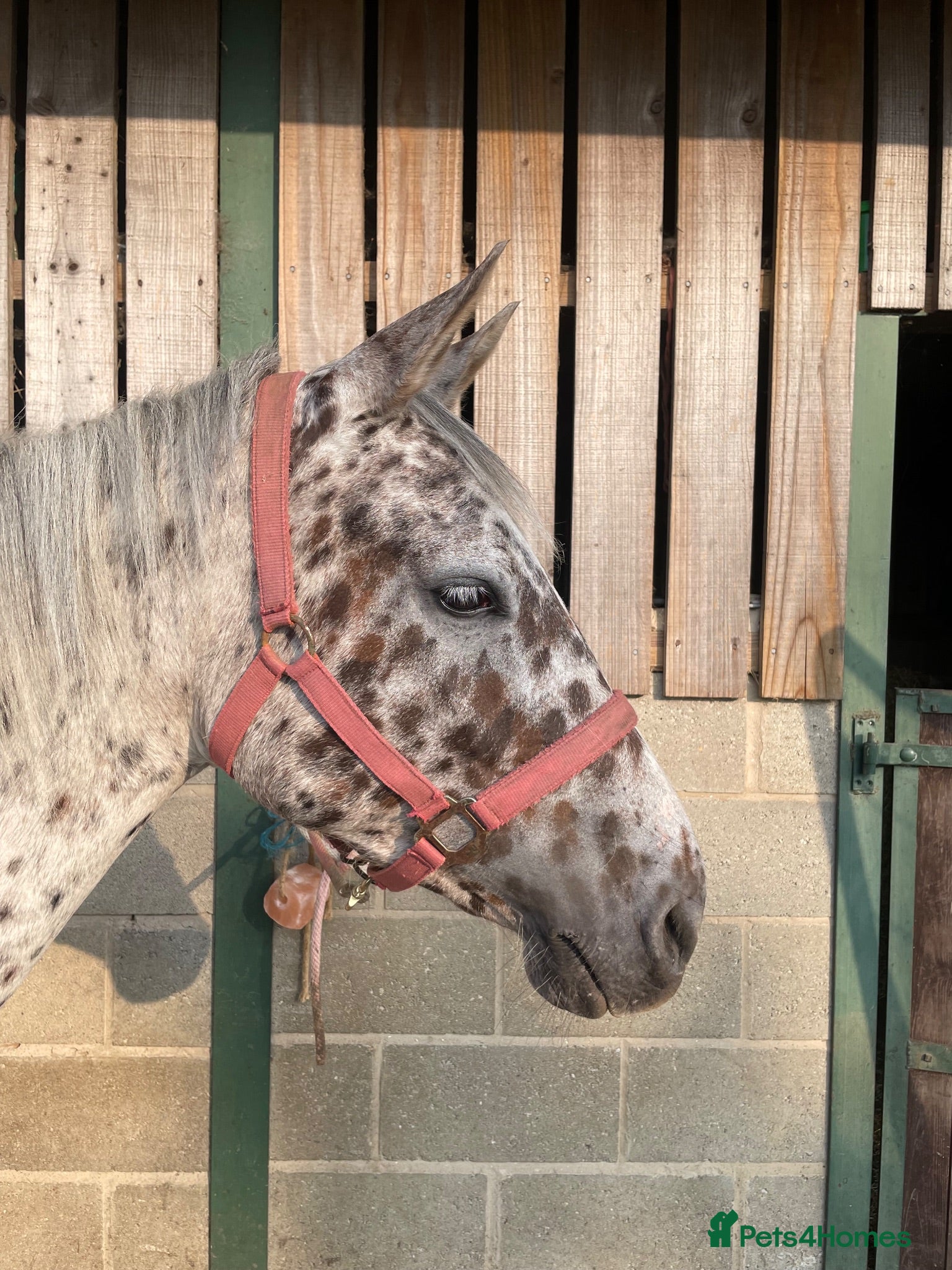 Appaloosa horses Stunning Appaloosa for sale  - Advert 9