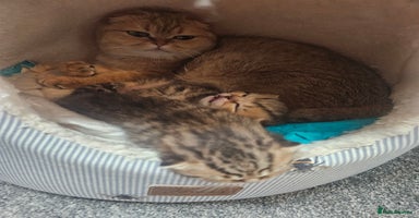 Scottish Fold cats - Advert 14