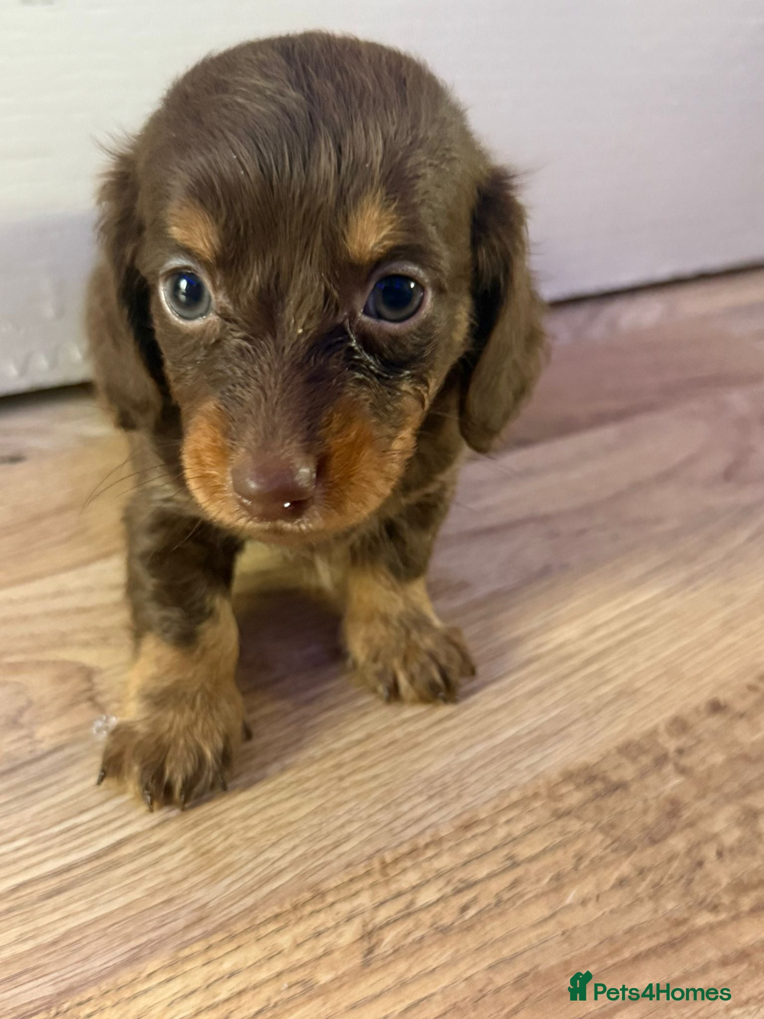 Dachshund dogs Long hair dachshund puppies 🩷 - Advert 5