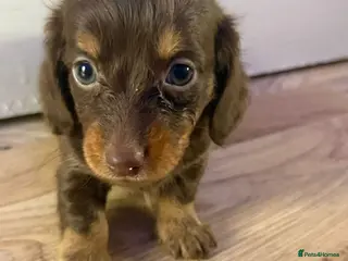 Dachshund dogs Long hair dachshund puppies 🩷 - Advert 5