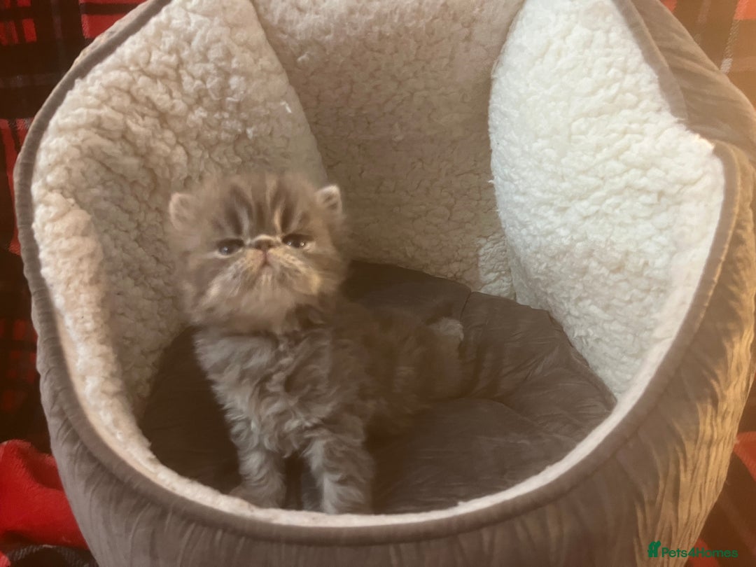 Persian cats for sale: 4 ADORABLE LITTLE CUTIE PIES, (READY 9TH JAN)  - Advert 24