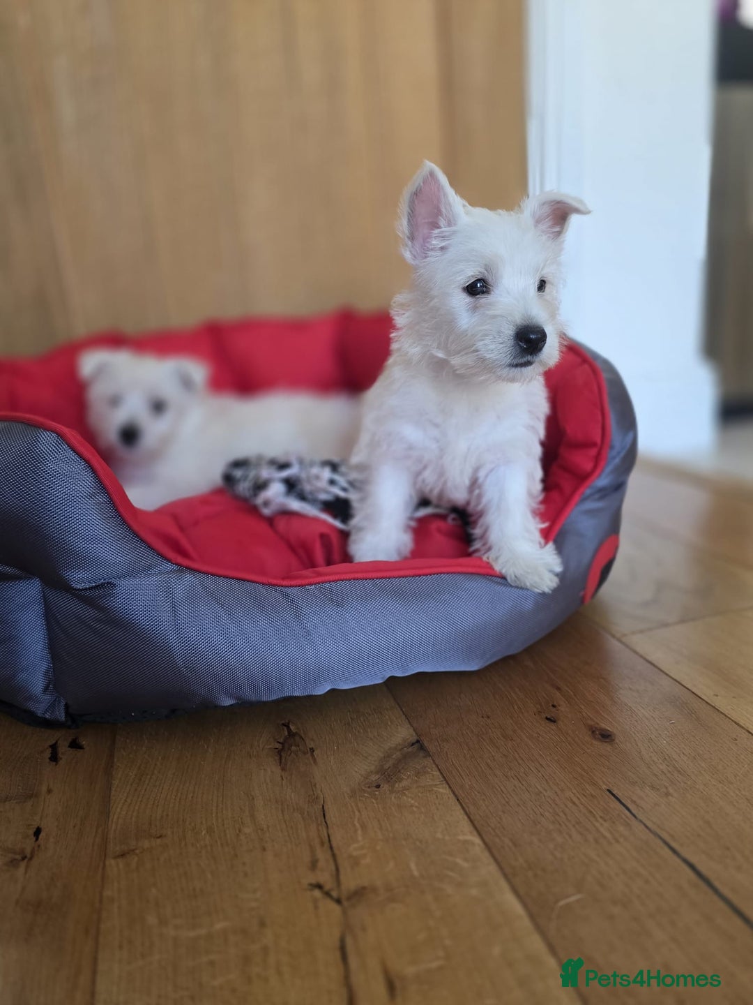 West Highland Terrier dogs for sale: 2 Female West Highlands Puppies - Image 10