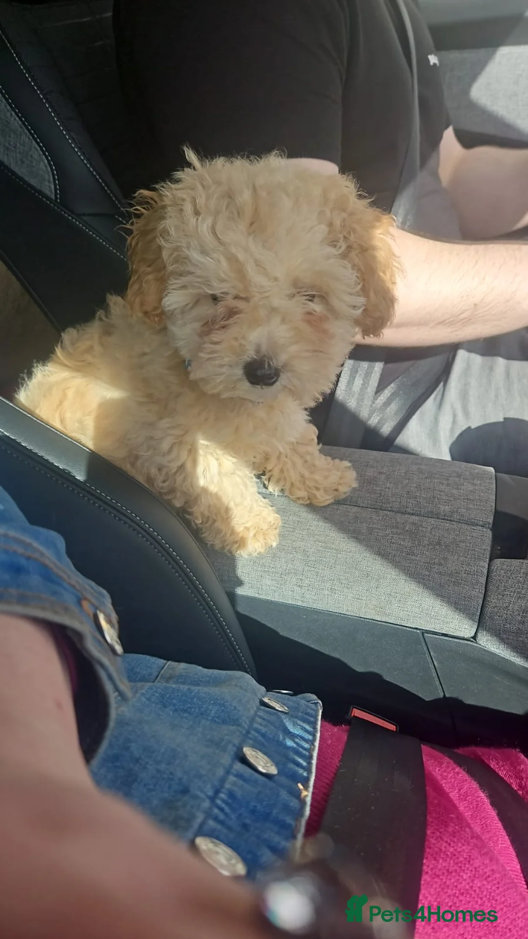 Maltipoo dogs for sale: Maltipoo  - Advert 3