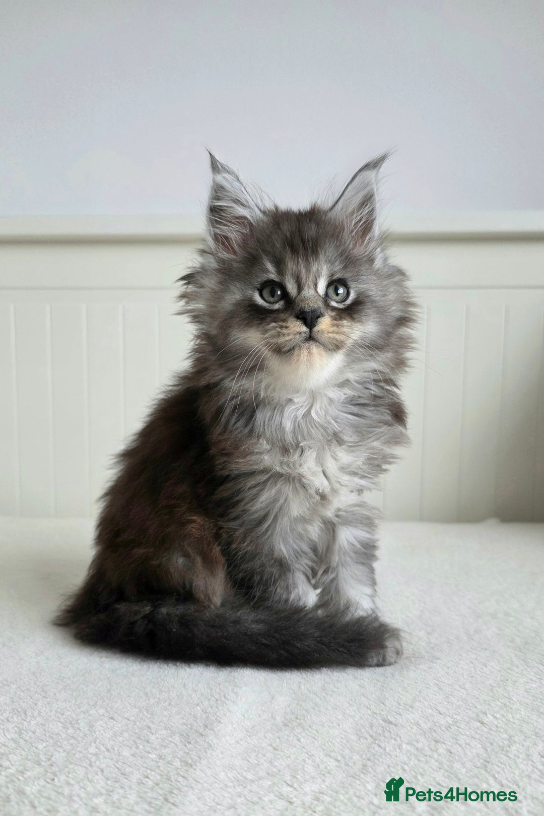 Maine Coon cats for sale: Maine Coon kittens from champion line - Advert 1