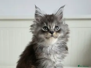 Maine Coon cats Maine Coon kittens from champion line - Advert 9