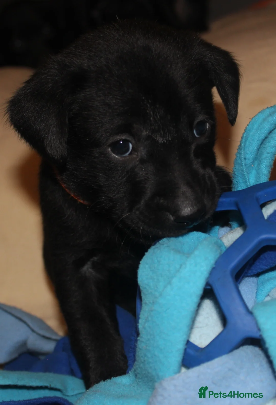 Labrador Retriever dogs for sale: Lovely, bold, beautiful puppies - Advert 8