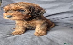 Cockapoo dogs for sale: F1b Cockapoo - ready this weekend - Image 6