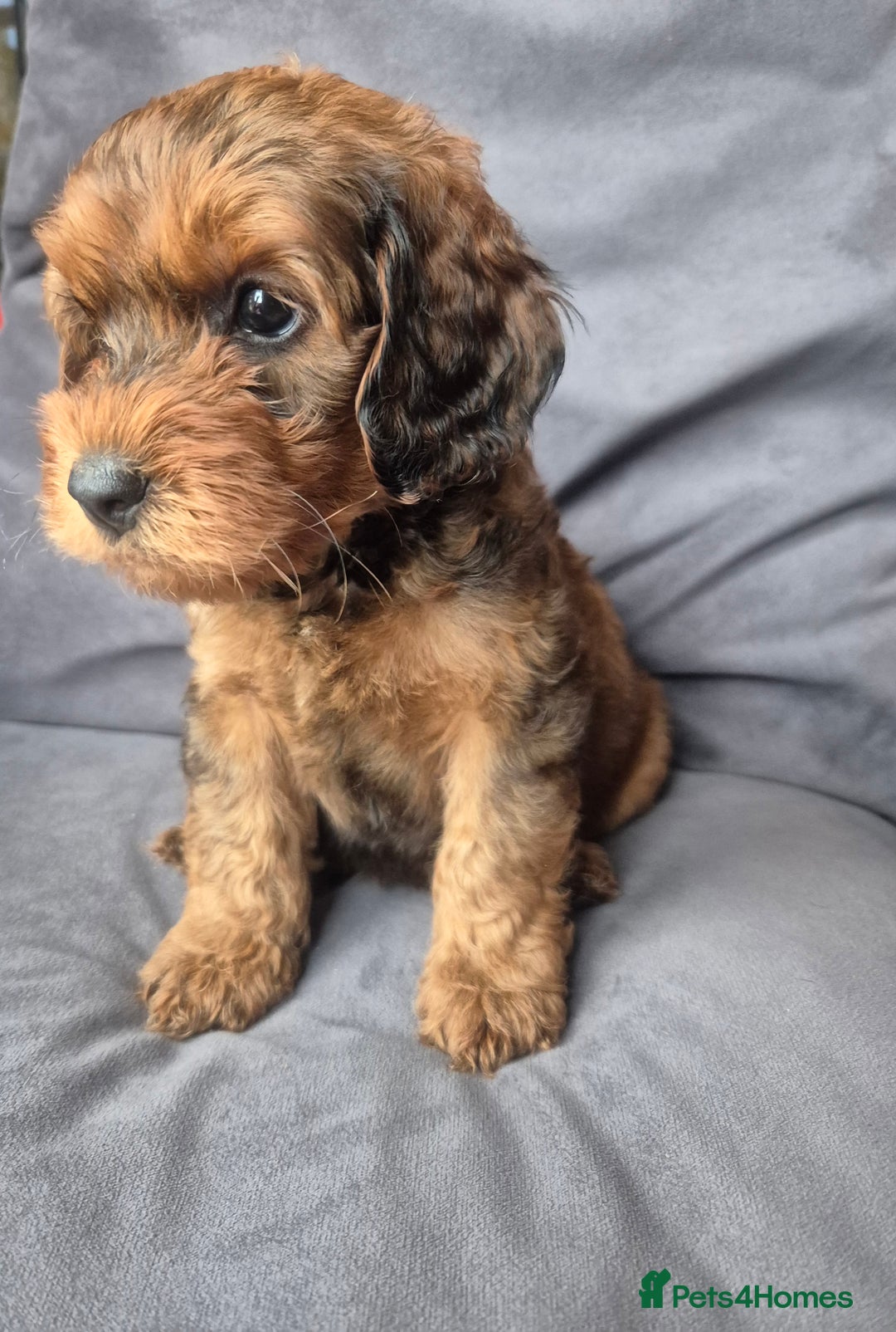 Cockapoo dogs for sale: F1b Cockapoo - ready this weekend - Image 6