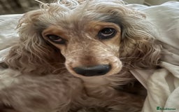 Cocker Spaniel dogs for sale: SHOW cocker spaniel puppies  - Image 6