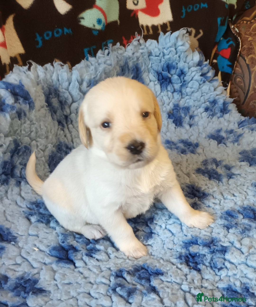 Labradoodle dogs for sale: f1 MINIATURRE LABRADOODLES FROM 5*LICENCED BREEDER - Image 9