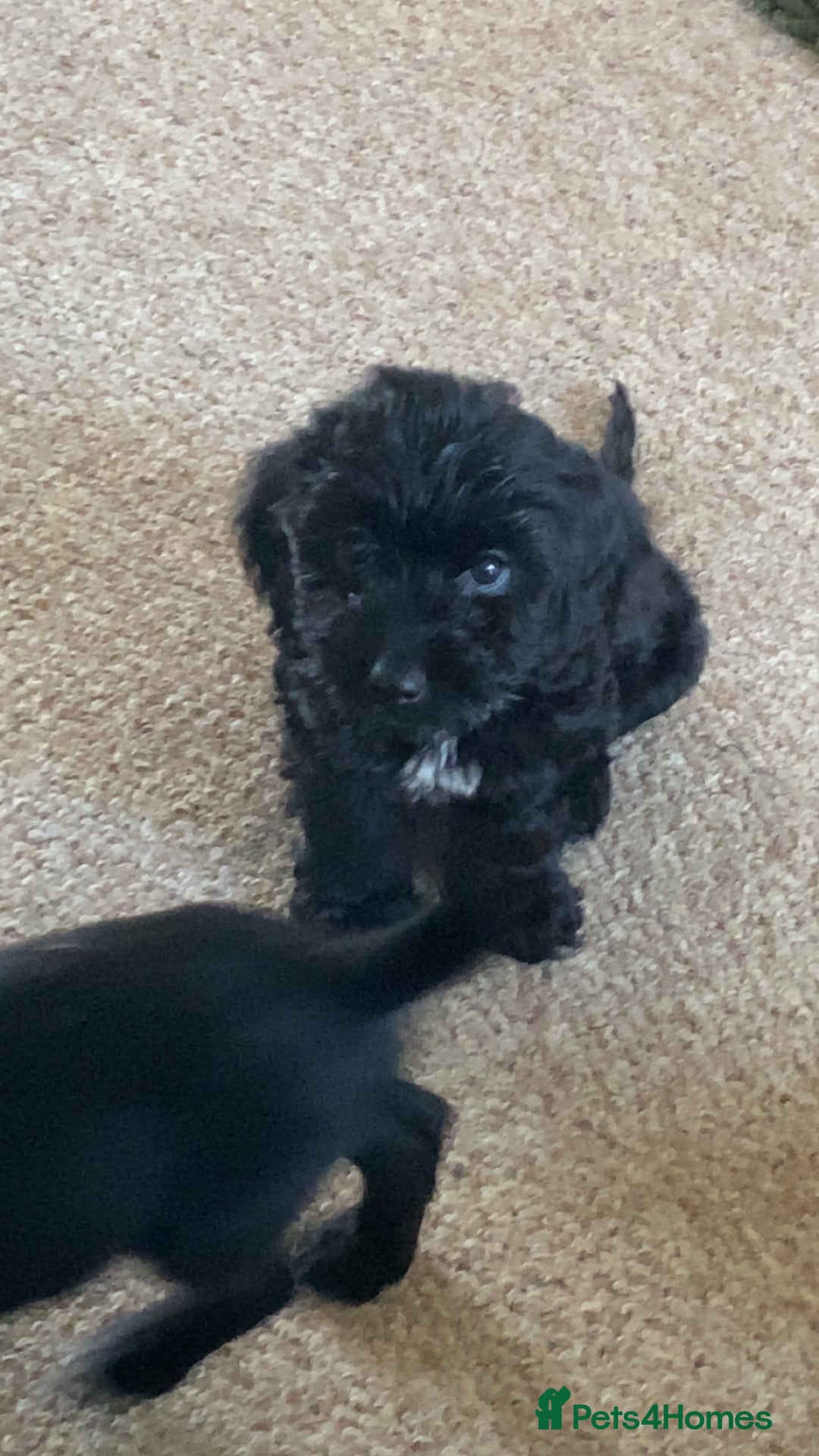 Cockapoo dogs for sale: 5 cockapoo puppies for adoption - Advert 1