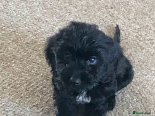 Cockapoo dogs 5 cockapoo puppies for adoption - Advert 3