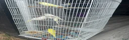 Budgerigars birds for sale: Budgies for sale - Advert 1