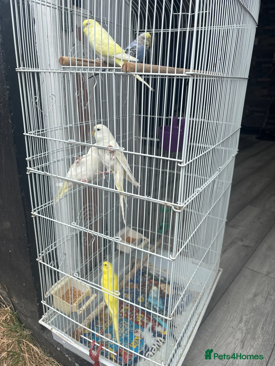Budgerigars birds for sale: Budgies for sale - Advert 1