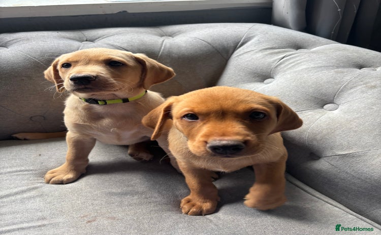 Labrador Retriever dogs - Advert 5