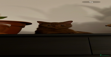 British Shorthair cats - Advert 7
