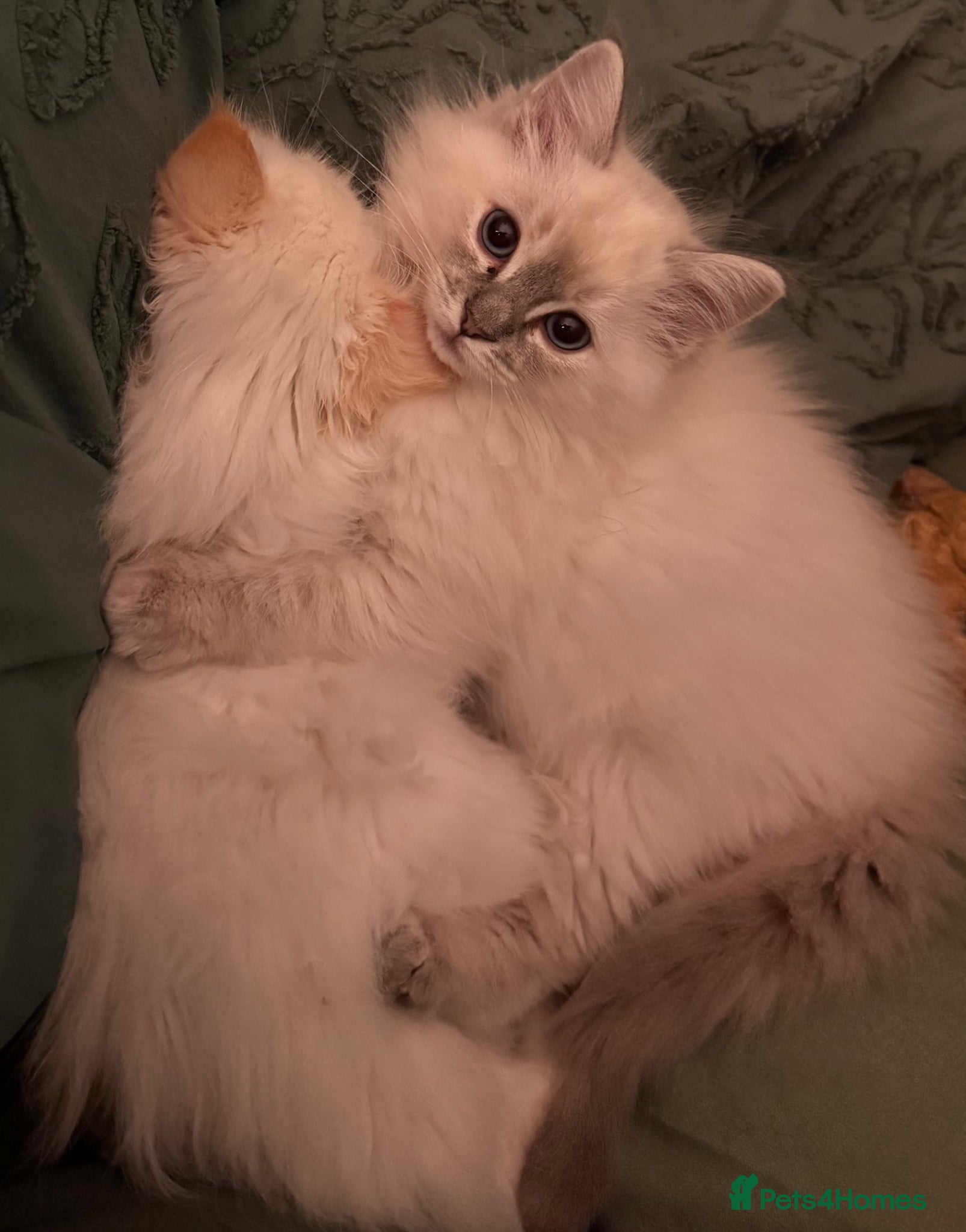 Ragdoll cats Flame point ragdoll - Advert 3