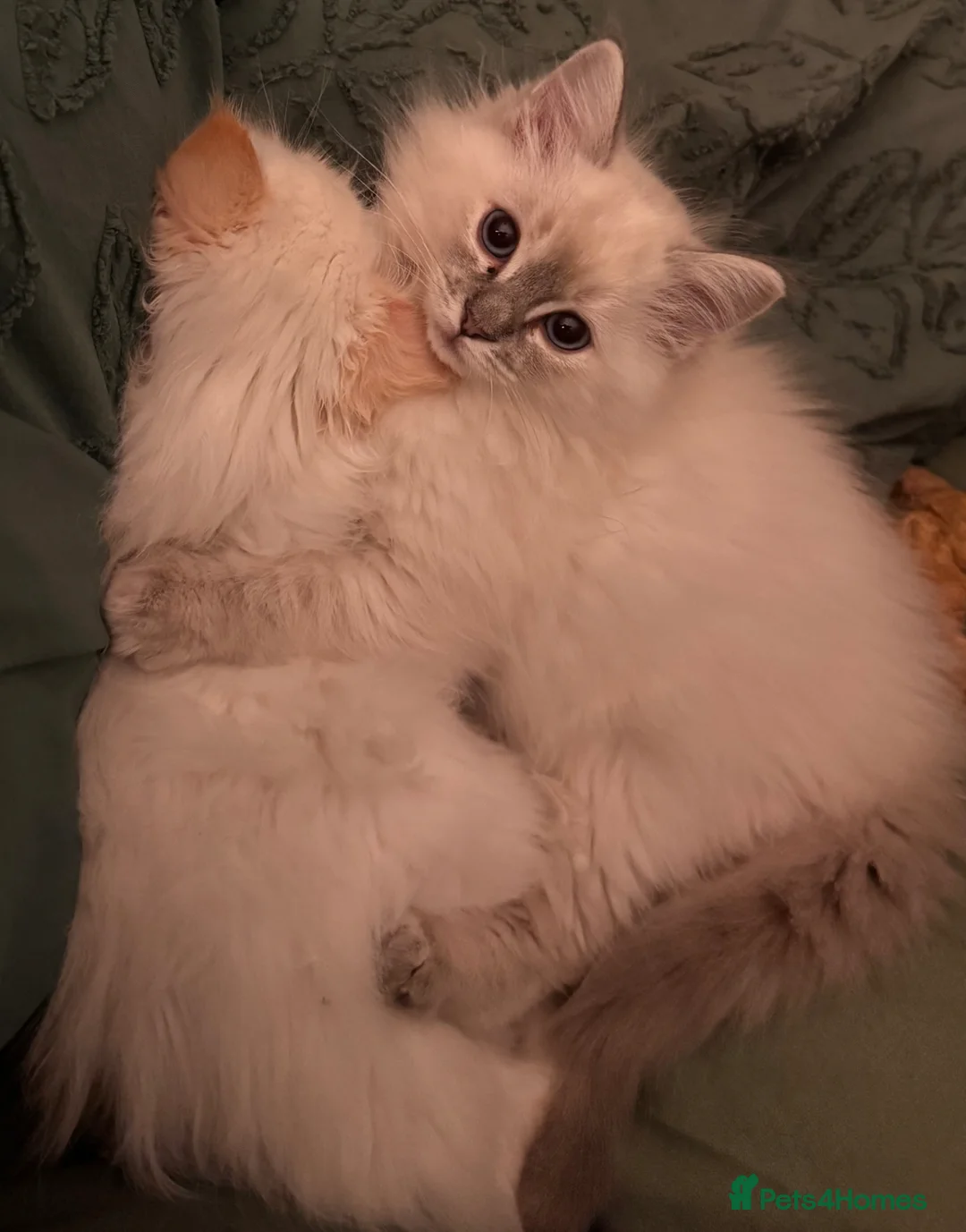 Ragdoll cats for sale: Flame point ragdoll - Advert 1