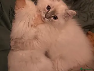 Ragdoll cats Flame point ragdoll - Advert 3