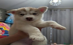 Siberian Husky dogs for sale: Stunning Siberian husky puppies - Image 29