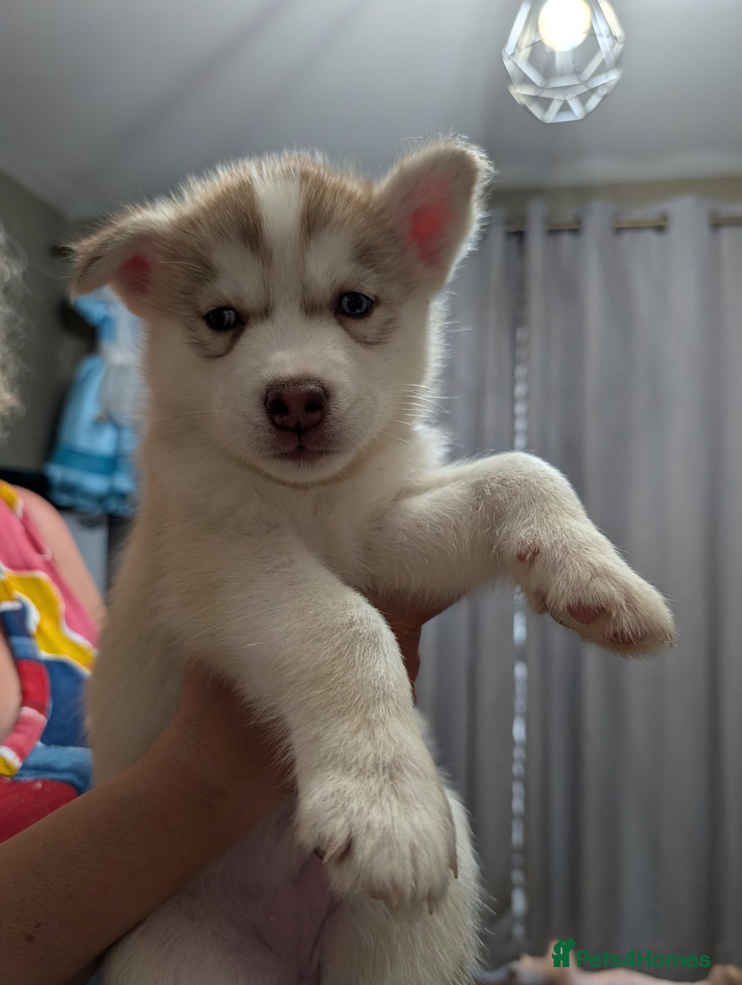 Siberian Husky dogs for sale: Stunning Siberian husky puppies - Image 29